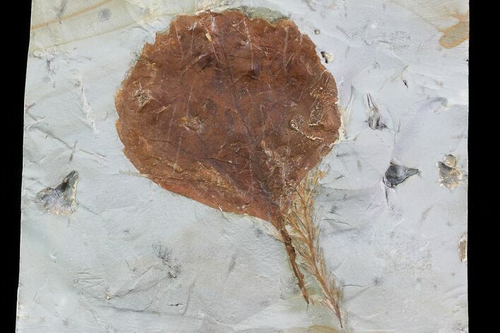 Detailed Fossil Leaf (Zizyphoides) - Montana #75487